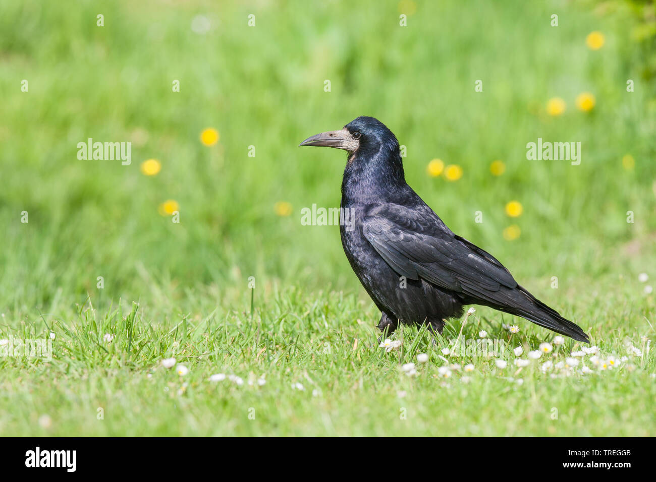 Rook (Corvus frugilegus), su un prato in primavera, Paesi Bassi Foto Stock