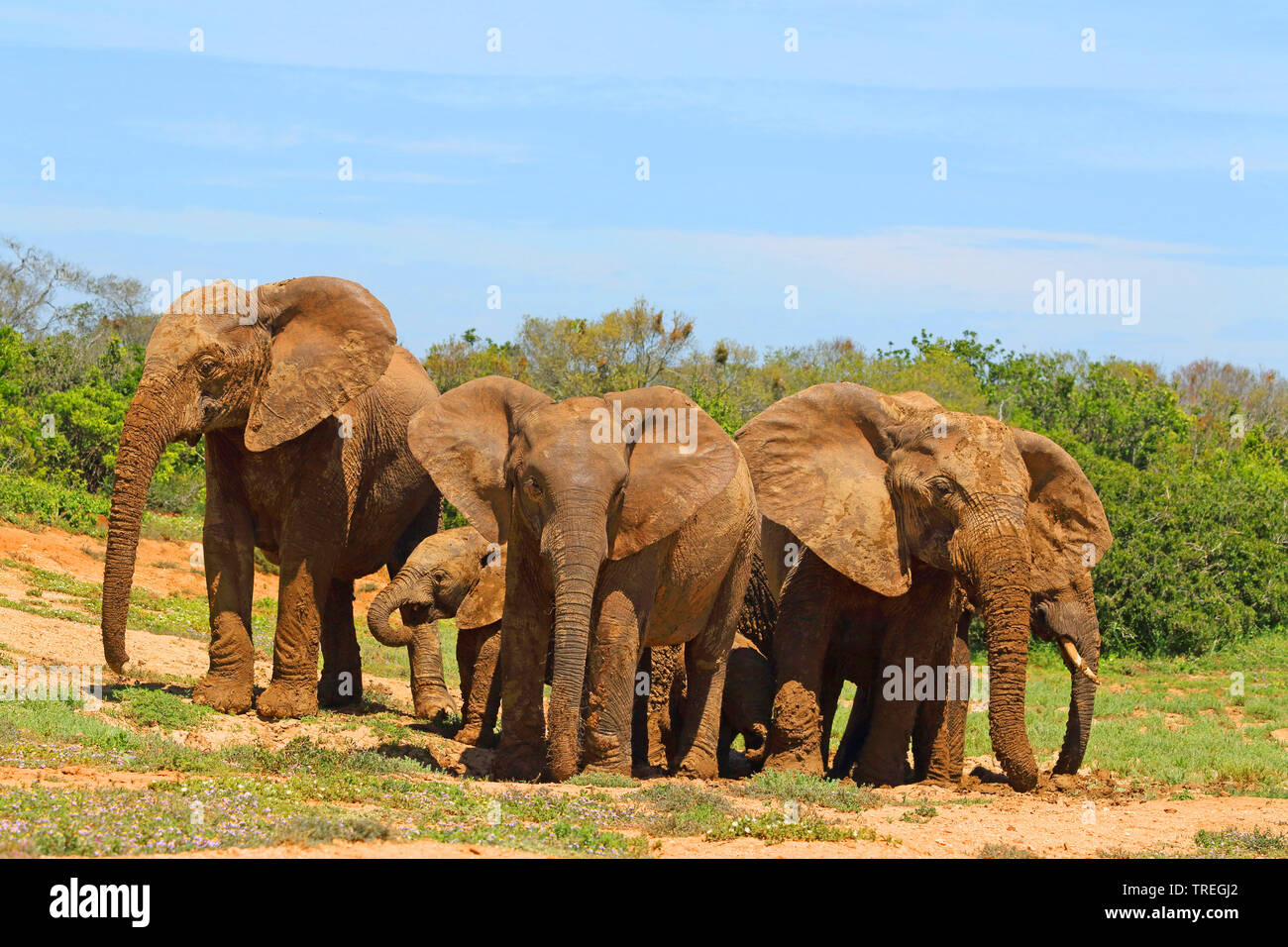 Elefante africano (Loxodonta africana), allevamento, Sud Africa, Eastern Cape, Addo Elephant National Park Foto Stock