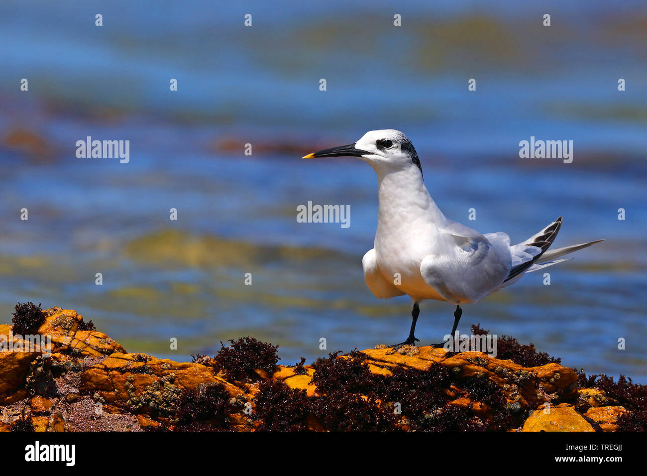 Sandwich tern (Sterna sandvicensis, Thalasseus sandvicensis), dal mare, Sud Africa, Port Elizabeth, Cape Recife Foto Stock