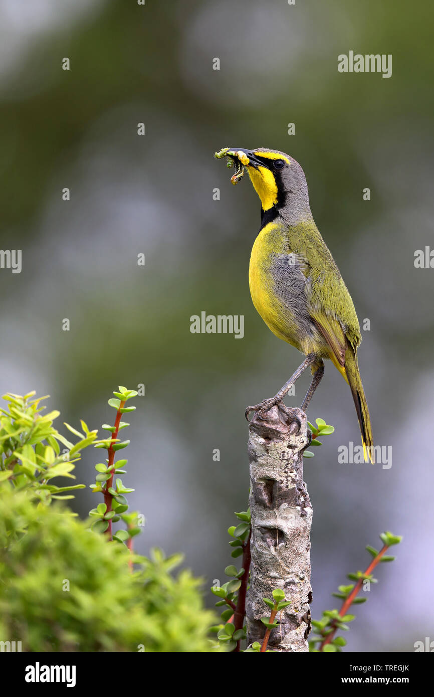 Bokmakierie shrike, bokmakierie (Telophorus zeylonus), seduti su una boccola con la preda nel becco, Sud Africa, Eastern Cape, Addo Elephant National Park Foto Stock