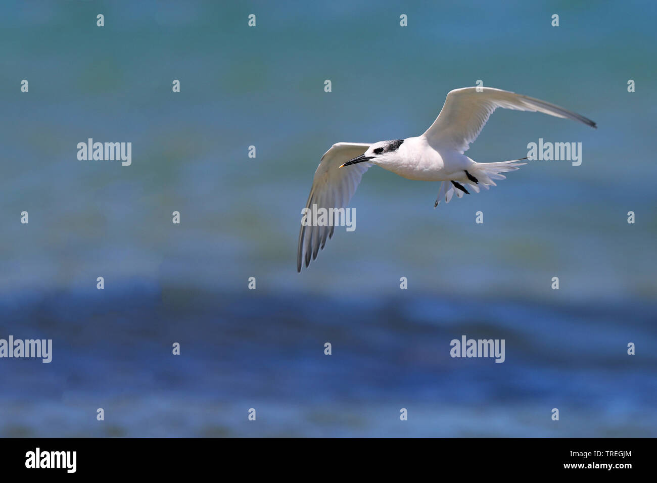 Sandwich tern (Sterna sandvicensis, Thalasseus sandvicensis), in volo sopra il mare, Sud Africa, Port Elizabeth, Cape Recife Foto Stock