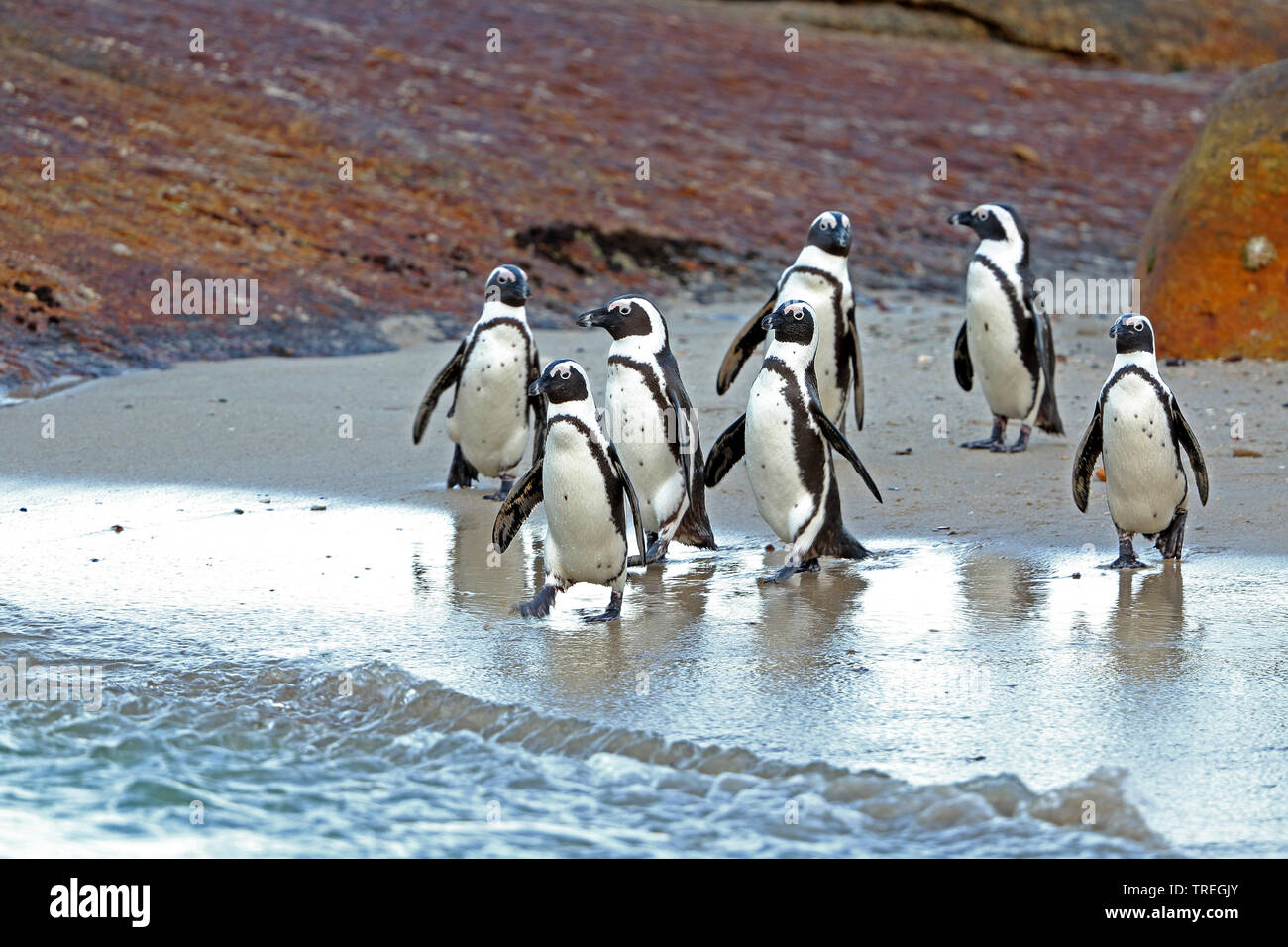Jackass penguin, African penguin, nero-footed penguin (Spheniscus demersus), gruppo a piedi al mare, Sud Africa, Western Cape, Simons Town Foto Stock