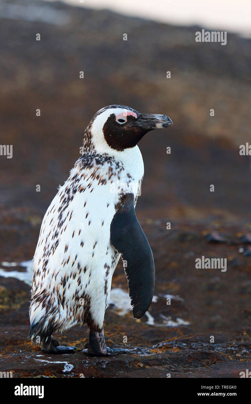 Jackass penguin, African penguin, nero-footed penguin (Spheniscus demersus), seduta su una roccia costiere, Sud Africa, Western Cape, Simons Town Foto Stock