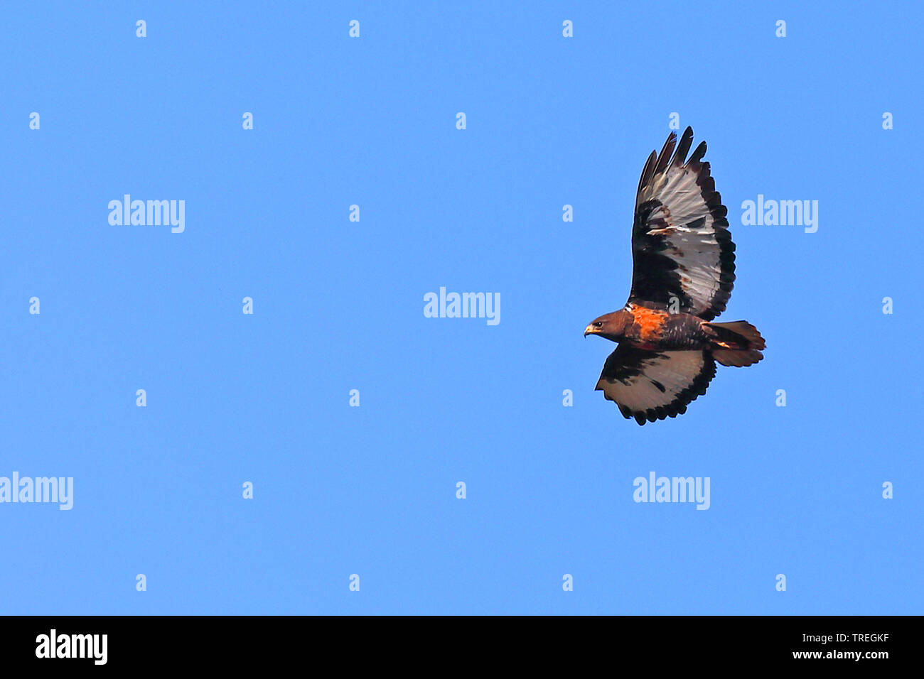 Jackal buzzard, fanno presagire la poiana (Buteo rufofuscus), in volo, Sud Africa, Table Mountain National Park Foto Stock