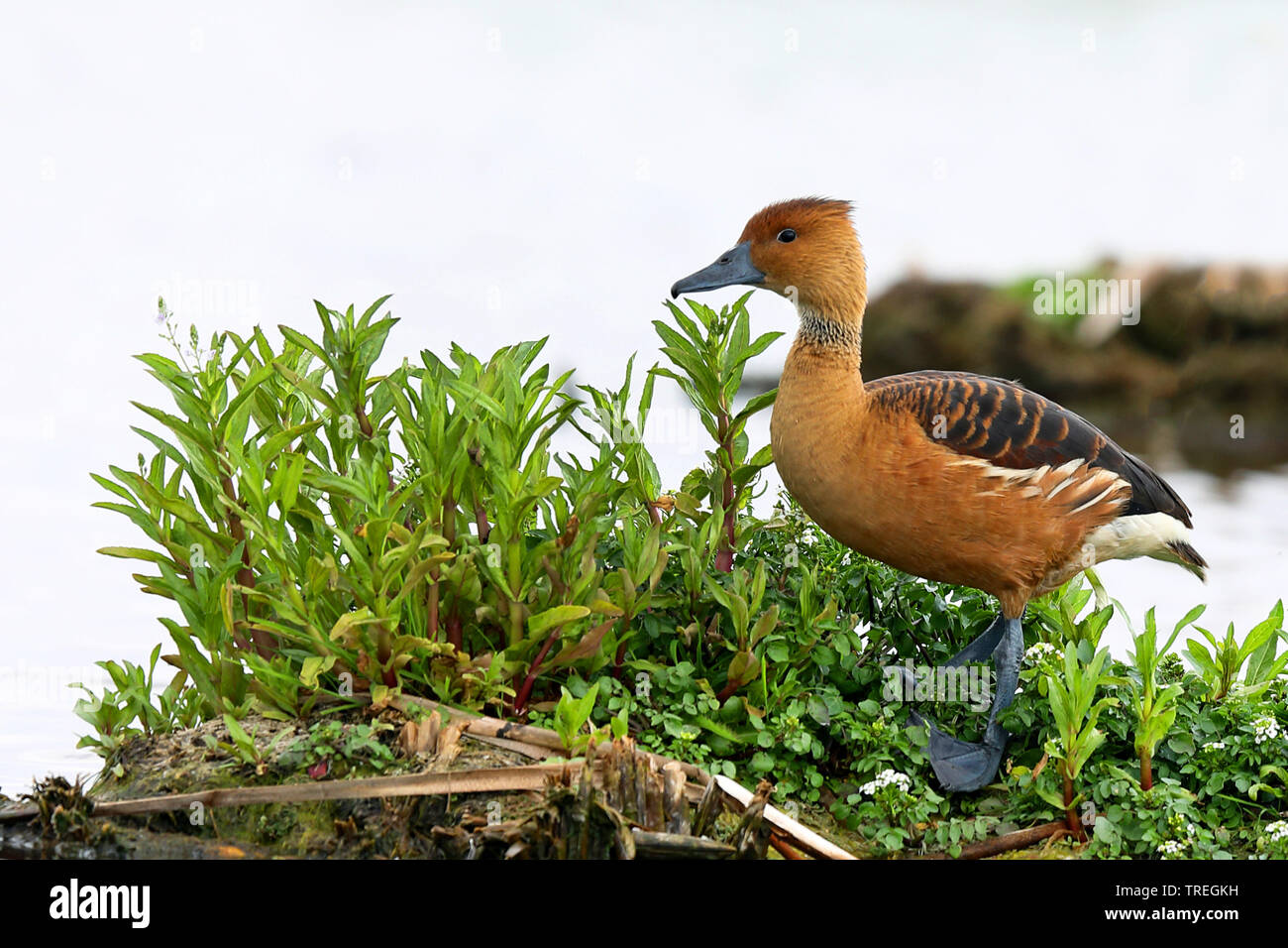 Sibilo fulvous anatra (Dendrocygna bicolor), vista laterale, Sud Africa, Marievale il santuario degli uccelli Foto Stock