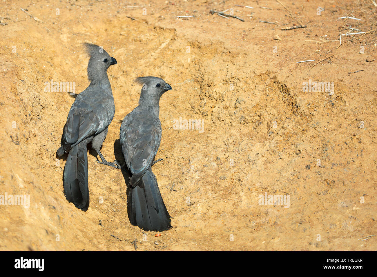Andare lontano bird (Corythaixoides concolor), coppia sul terreno, Sud Africa, nord ovest della provincia, il Parco Nazionale di Pilanesberg Foto Stock