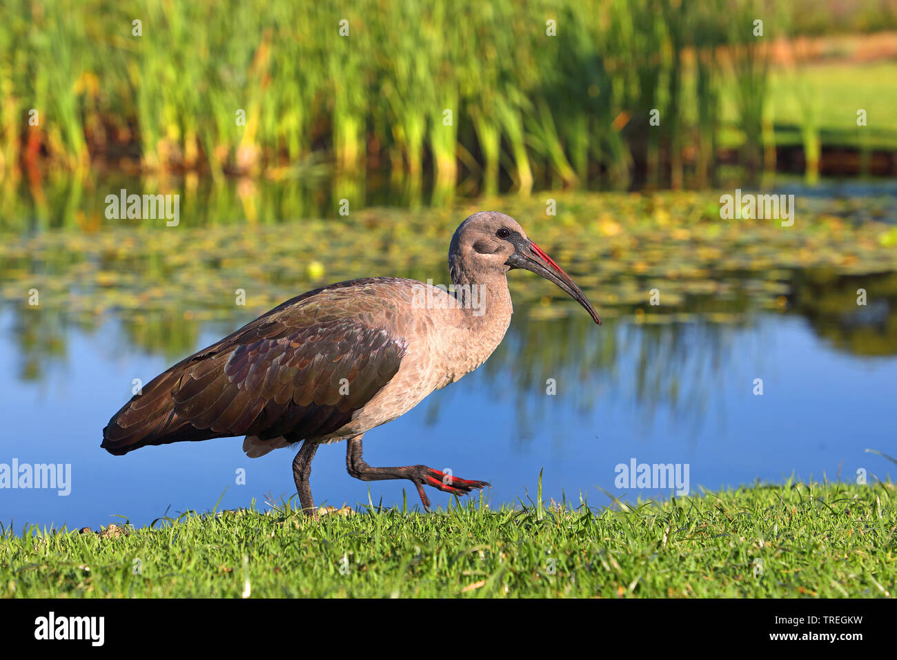 Ibis Hadeda (Bostrychia hagedash, Hagedashia hagedash), camminando lungo il Waterside, Sud Africa, Kirstenbosch Foto Stock