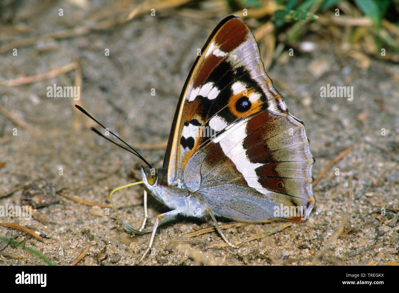 Viola imperatore (Apatura iris), sul terreno, Polonia Foto Stock