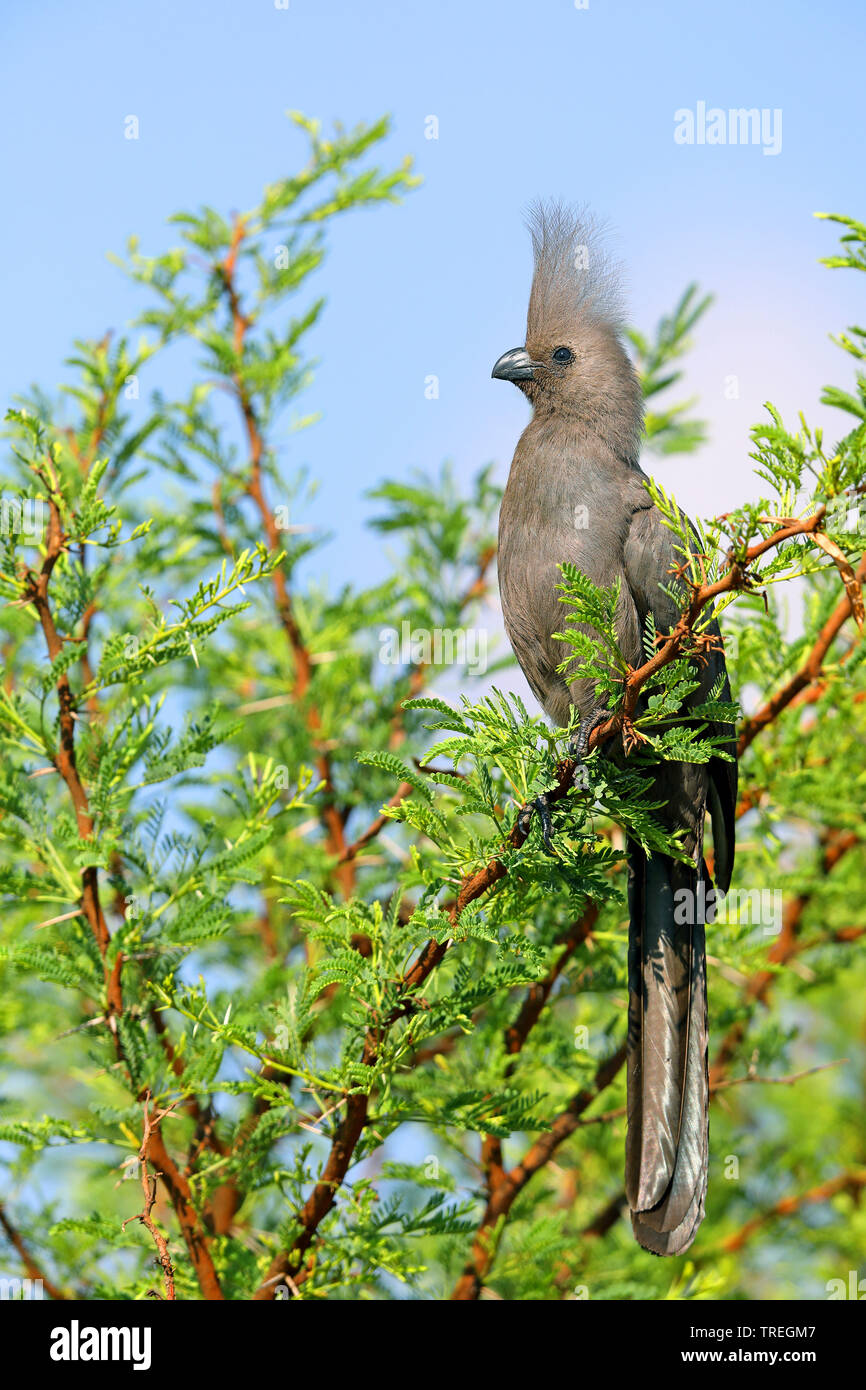 Andare lontano bird (Corythaixoides concolor), seduto su un albero, Sud Africa, nord ovest della provincia, il Parco Nazionale di Pilanesberg Foto Stock