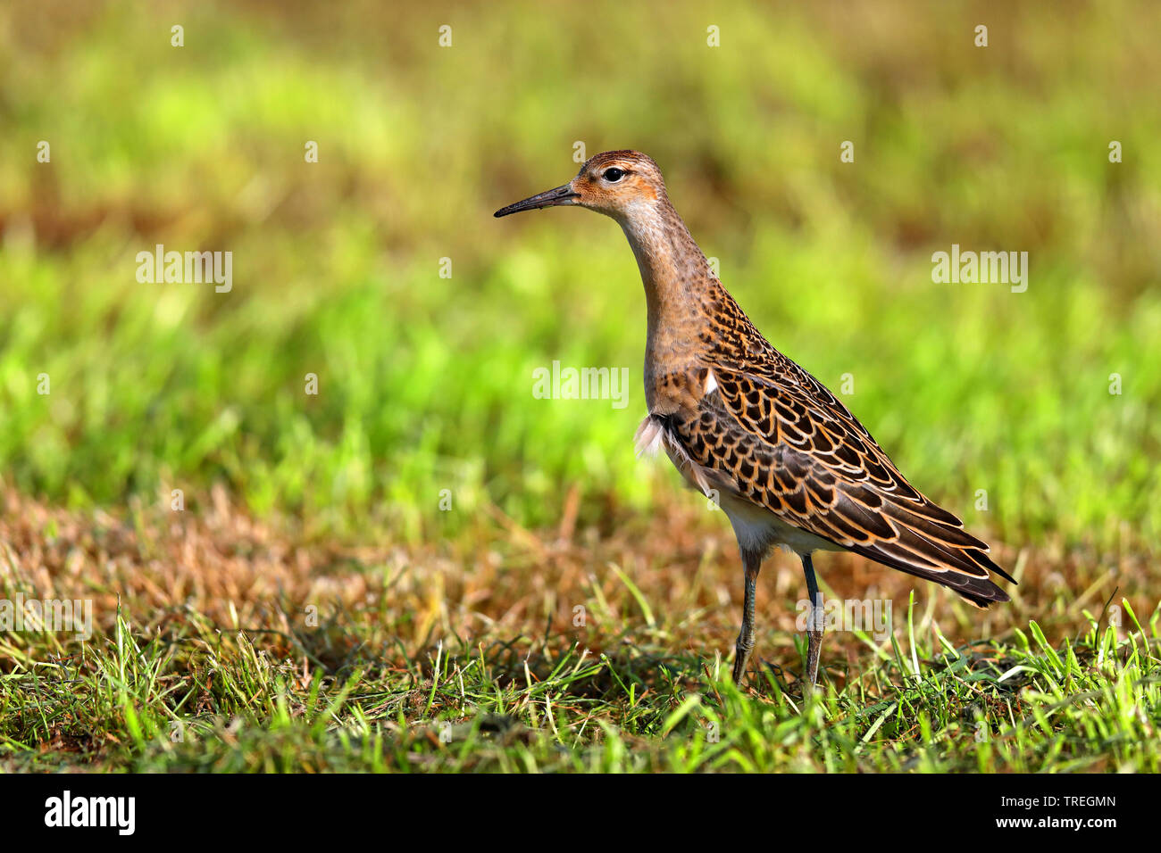Ruff (Philomachus pugnax), femmina su un prato, Paesi Bassi, Frisia Foto Stock