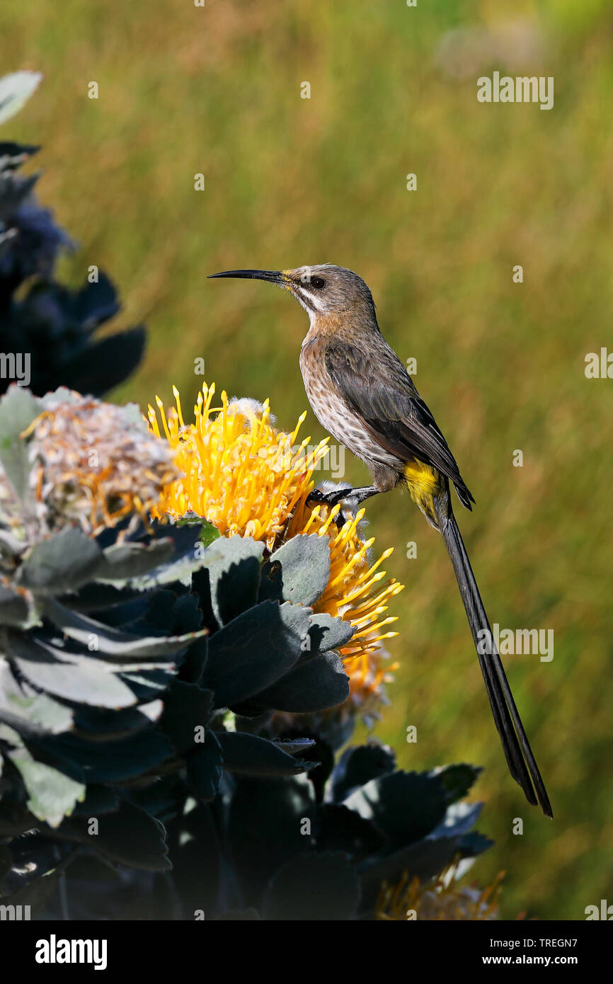 Cape sugarbird (Promerops cafer), maschio su Protea, Sud Africa, Kirstenbosch Foto Stock