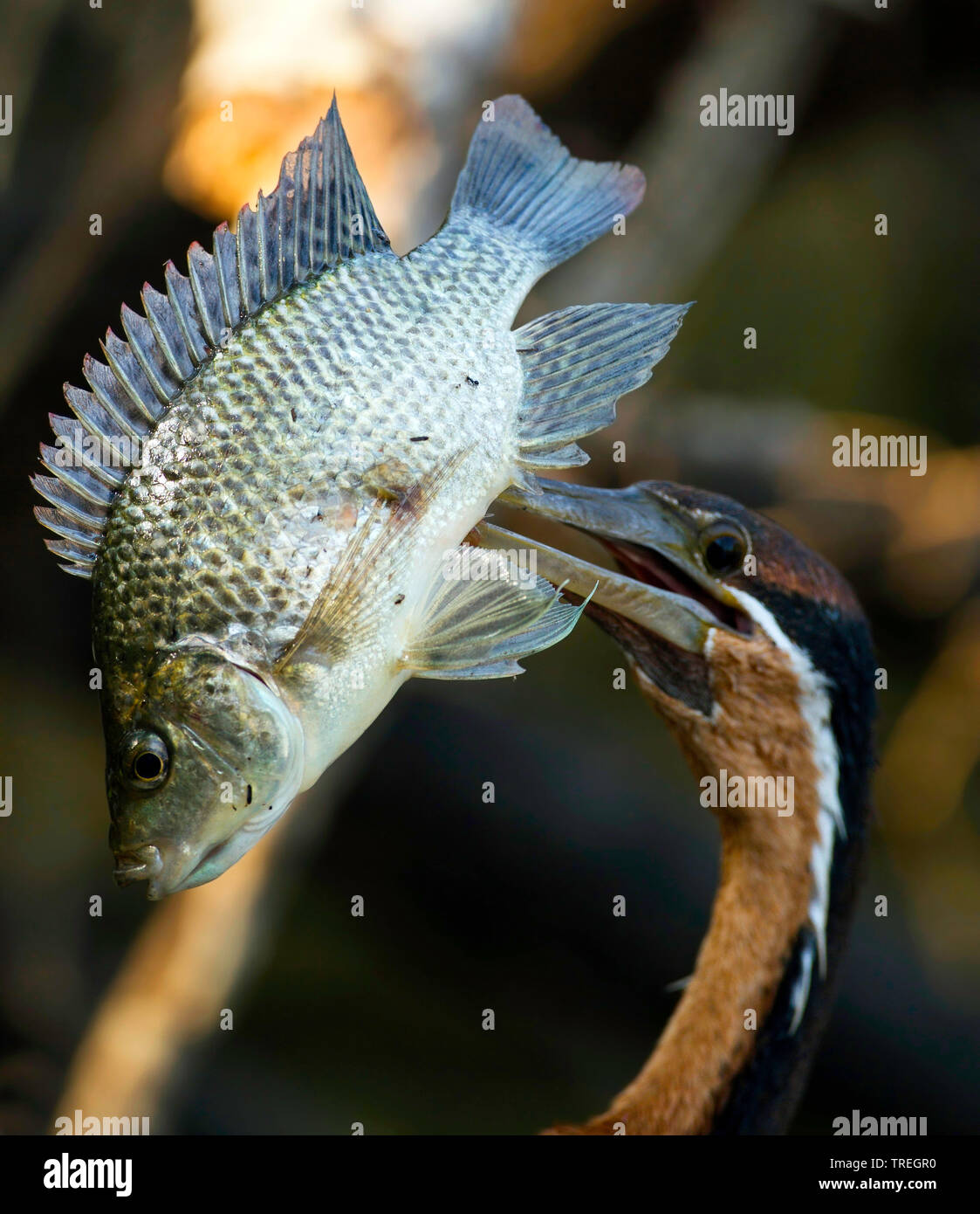 African darter (Anhinga rufa), con pesce pescato in bolletta, ritratto, Africa Foto Stock