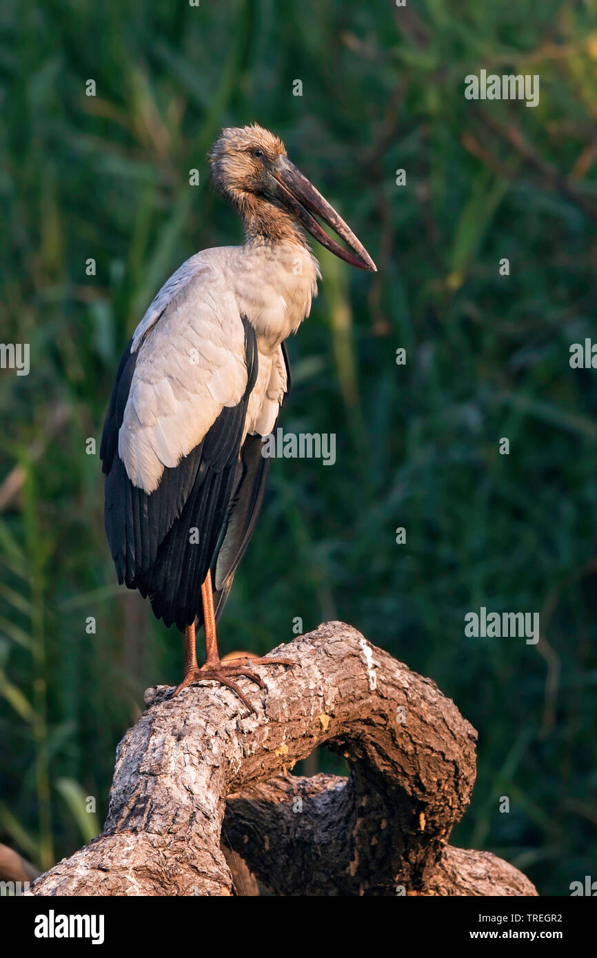 Asian open-bill stork (Anastomus oscitans), appollaiato in un albero, Asia Foto Stock