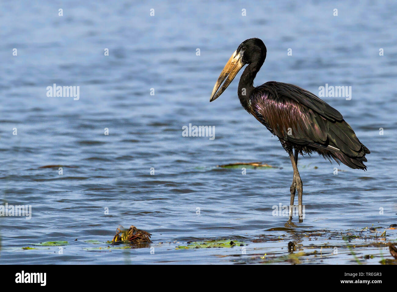 African open-bill stork (Anastomus lamelligerus), in piedi in acqua, Africa Foto Stock