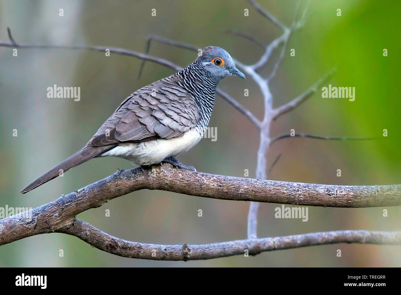 Bloccate Colomba (Geopelia maugeus), è una piccola colomba che è nativo e endemica del Lesser Sunda Islands in Indonesia, Indonesia, Lesser Sunda Islands Foto Stock