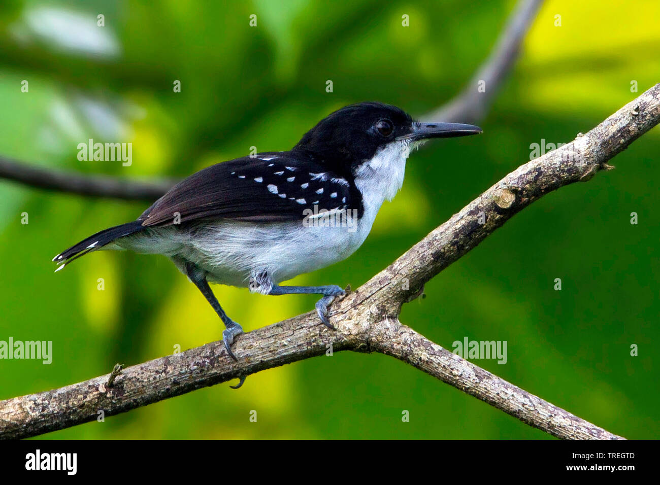 Bianco & nero antcatcher (Myrmochanes hemileucus), su un ramo, Suedamerika Foto Stock