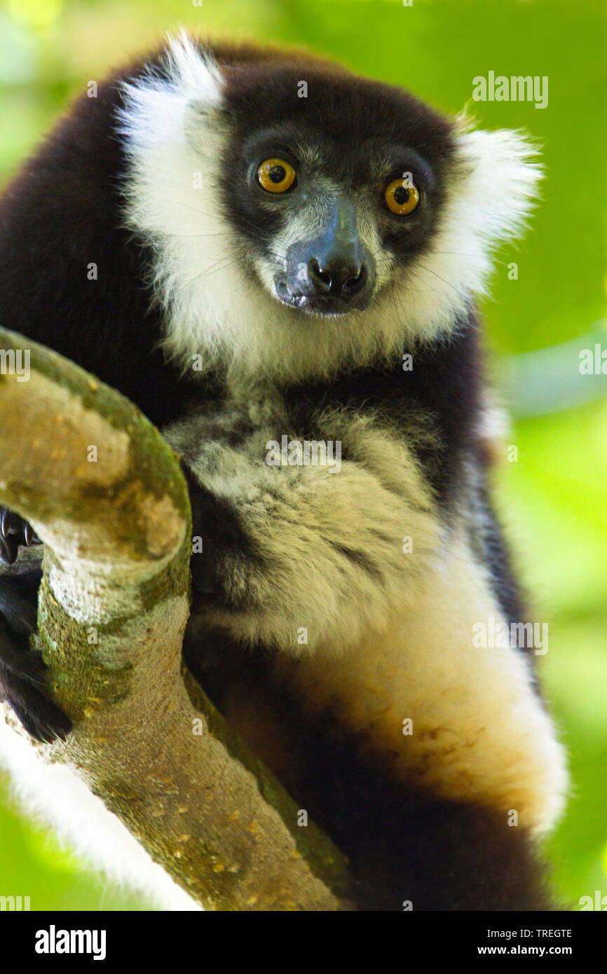 Lemure variegato, ruffed lemur (Varecia variegata), maschio su un albero, Madagascar Foto Stock
