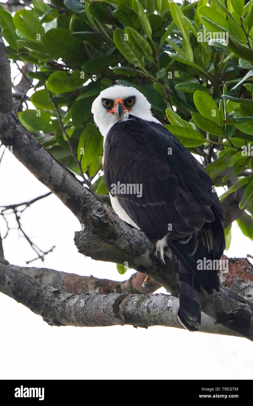 In bianco e nero (Hawk-Eagle Spizaetus melanoleucus), su un ramo, Guyana Foto Stock