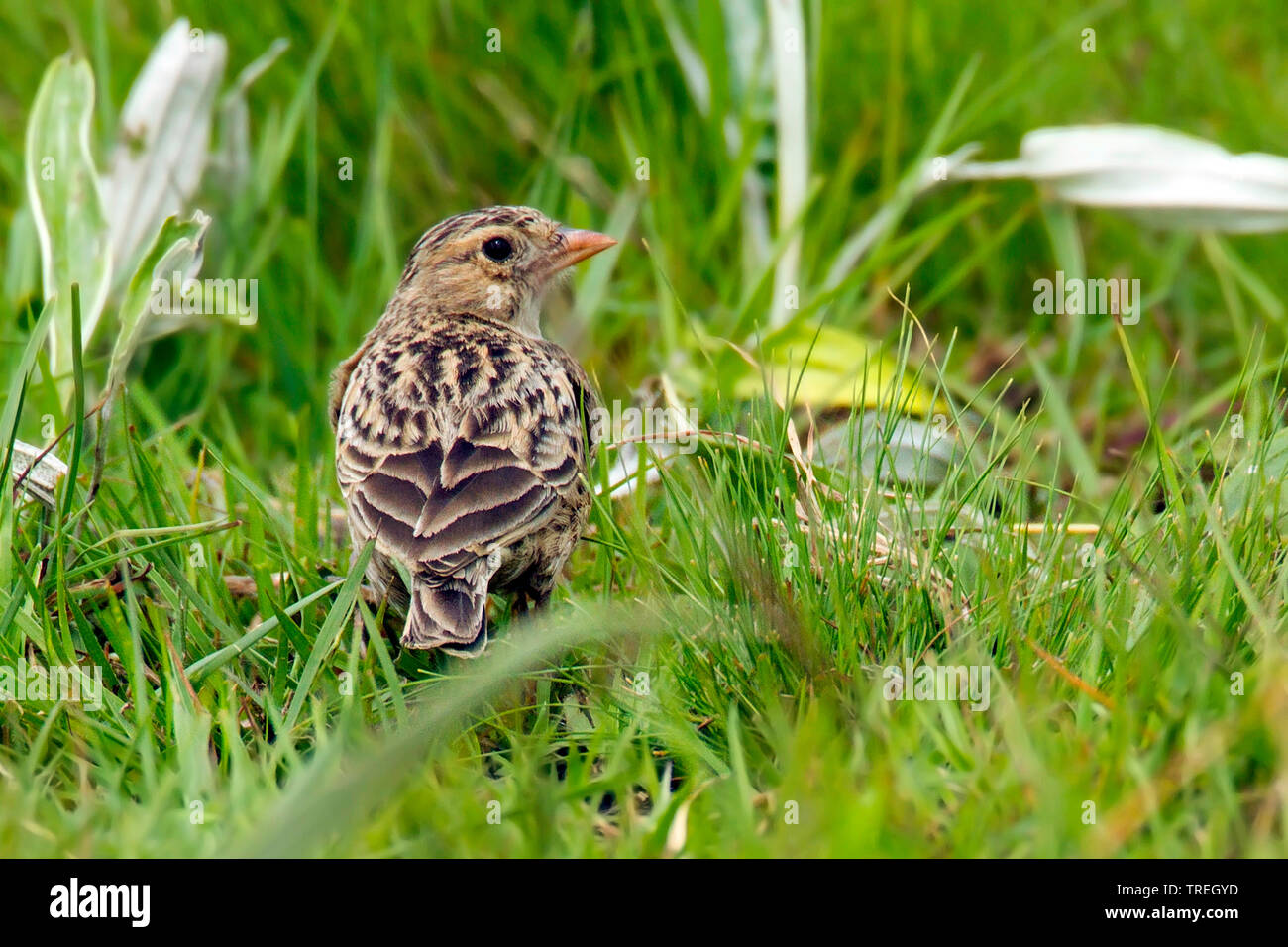 Botha's Lark (Spizocorys fringillaris), endemica di specie di uccelli del Nord-est del Sud Africa (Mpumalanga meridionale e orientale dello stato libero), Sud Africa Foto Stock