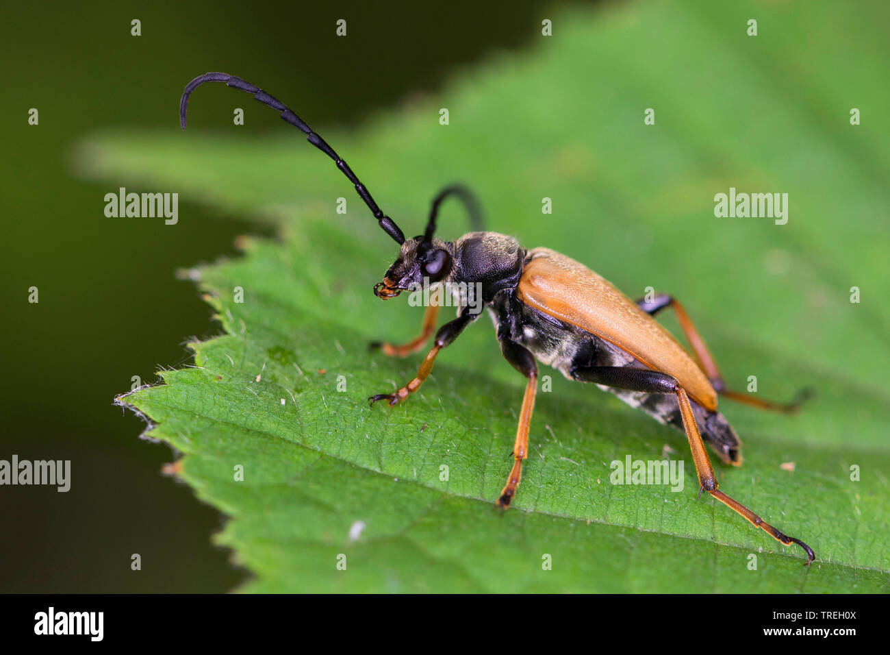 Red Longhorn Beetle (Anoplodera rubra, Stictoleptura rubra, Leptura rubra, Corymbia rubra, Aredolpona rubra), maschio su una foglia, Germania Foto Stock