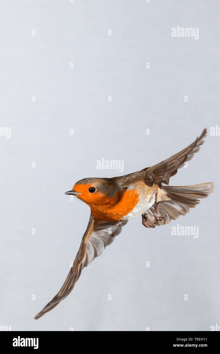 Unione robin (Erithacus rubecula), in volo, Germania Foto Stock
