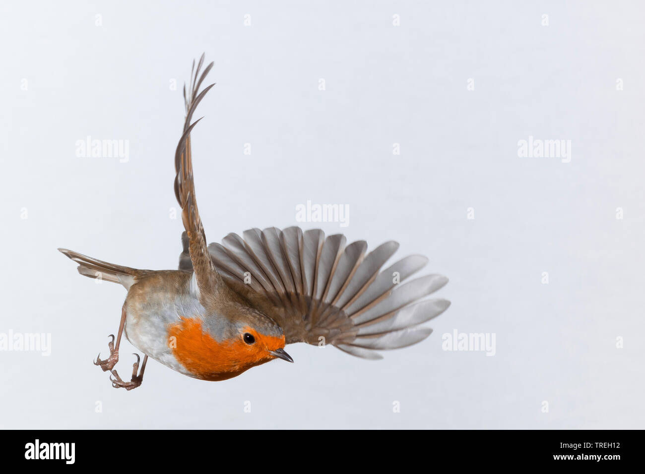 Unione robin (Erithacus rubecula), in volo, Germania Foto Stock