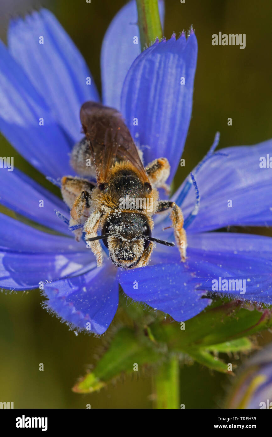 Sei-solco nastrati bee, Furchenbienen, Schmalbienen, Halictidae, sudore bee, sudore api (Halictus cfr sexcinctus), sulla cicoria, Germania Foto Stock