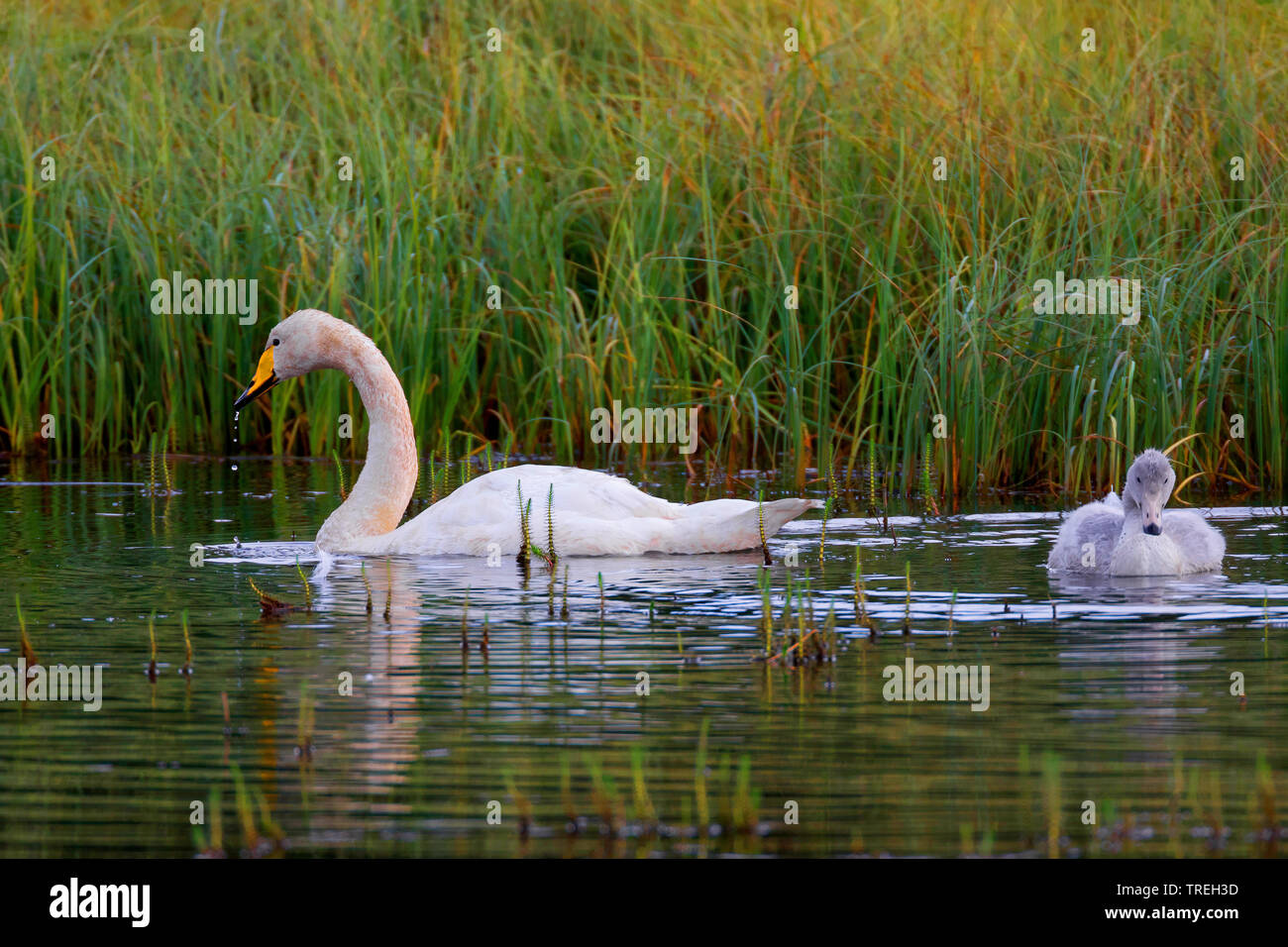 Whooper swan (Cygnus Cygnus), Adulto con pulcino, Islanda Foto Stock