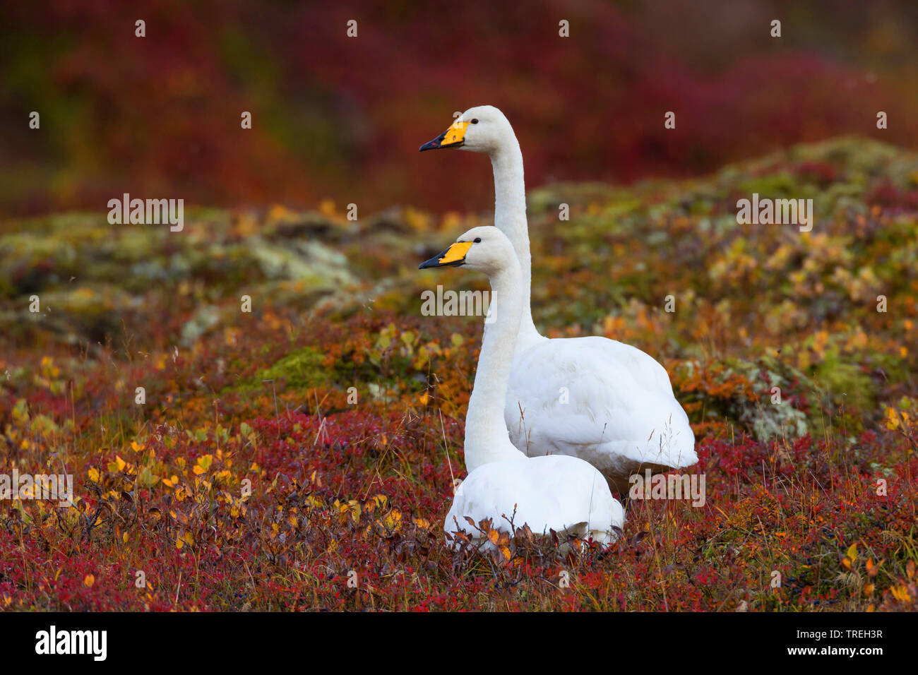 Whooper swan (Cygnus Cygnus), giovane nella tundra, Islanda Foto Stock