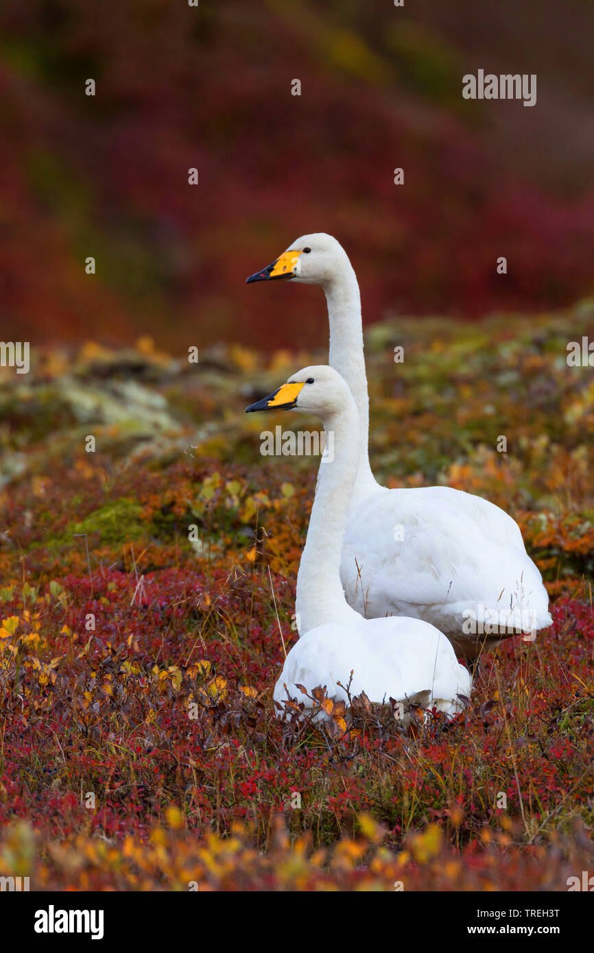 Whooper swan (Cygnus Cygnus), giovane nella tundra, Islanda Foto Stock