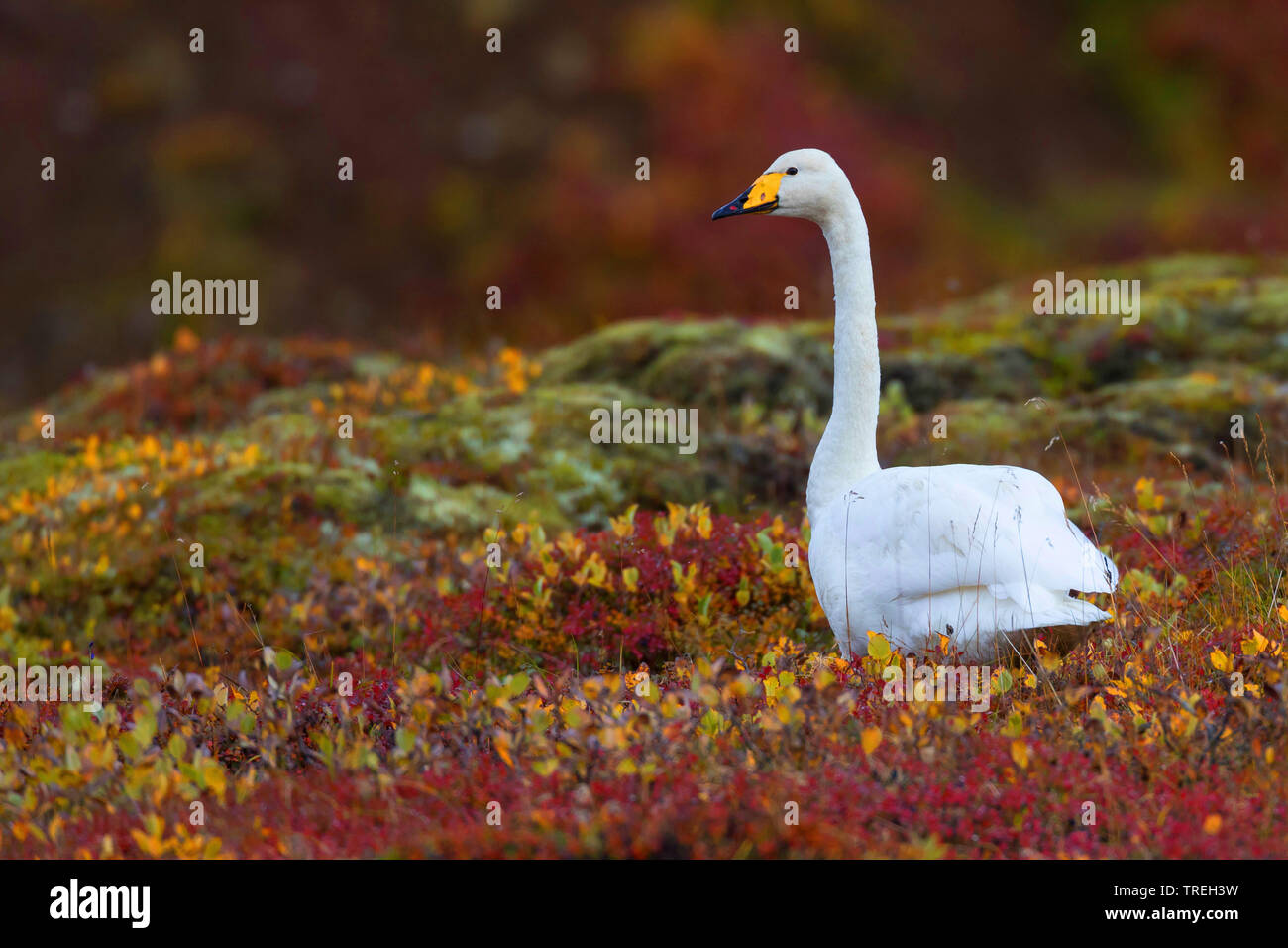 Whooper swan (Cygnus Cygnus), nella tundra, Islanda Foto Stock
