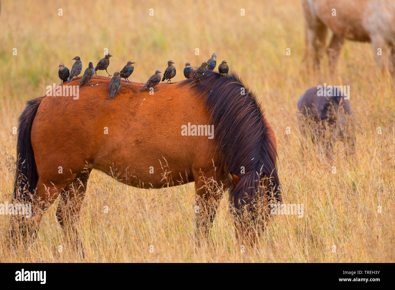 Starling comune (Sturnus vulgaris), la truppa si appollaia su un pascolo di Islanda pony, Islanda Foto Stock