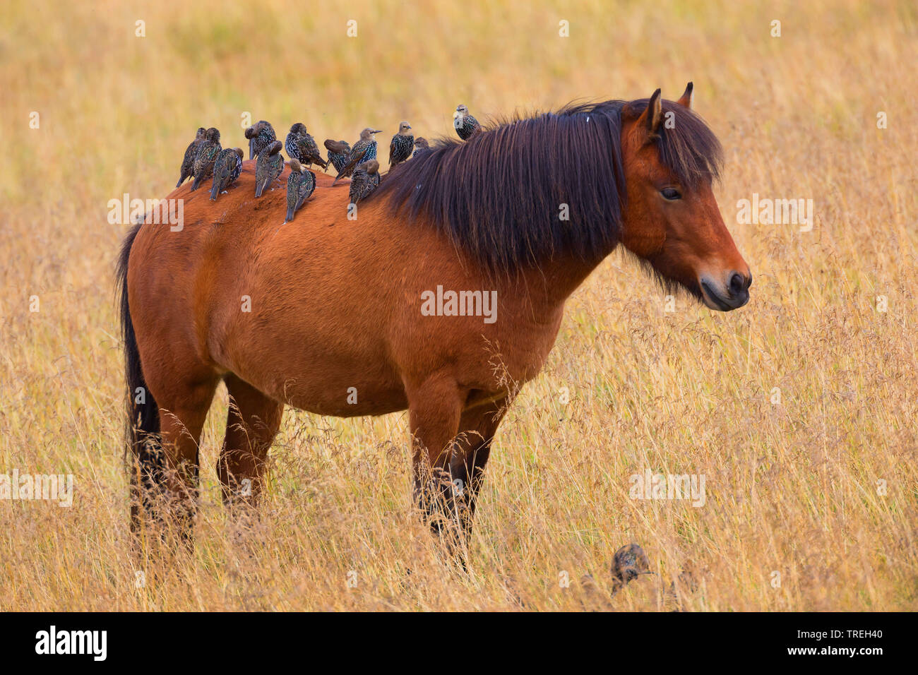 Starling comune (Sturnus vulgaris), la truppa si appollaia su un Islanda pony, Islanda Foto Stock