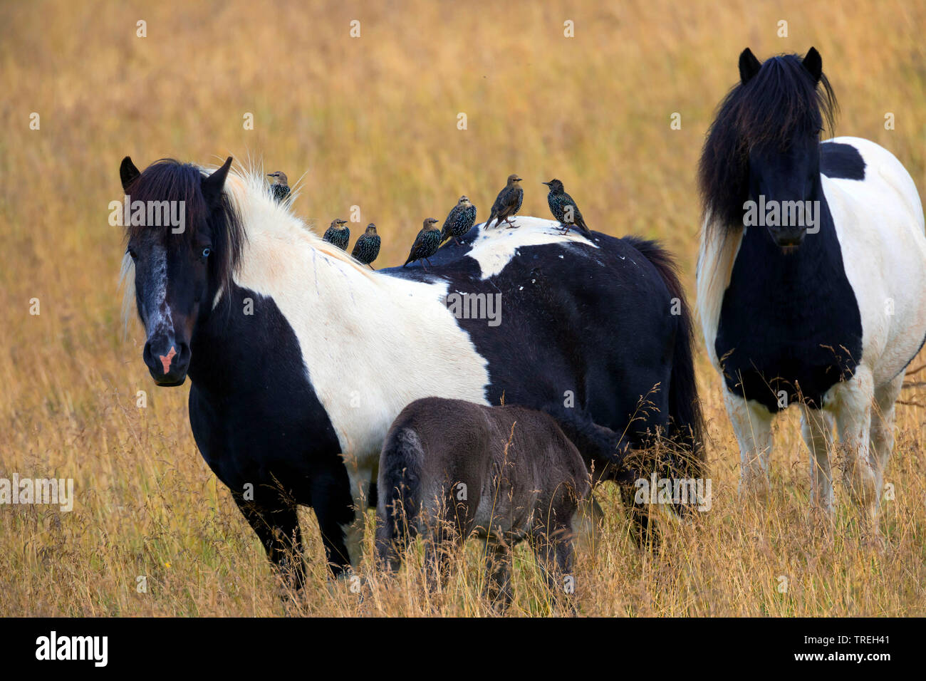 Starling comune (Sturnus vulgaris), la truppa si appollaia su un Islanda pony, Islanda Foto Stock