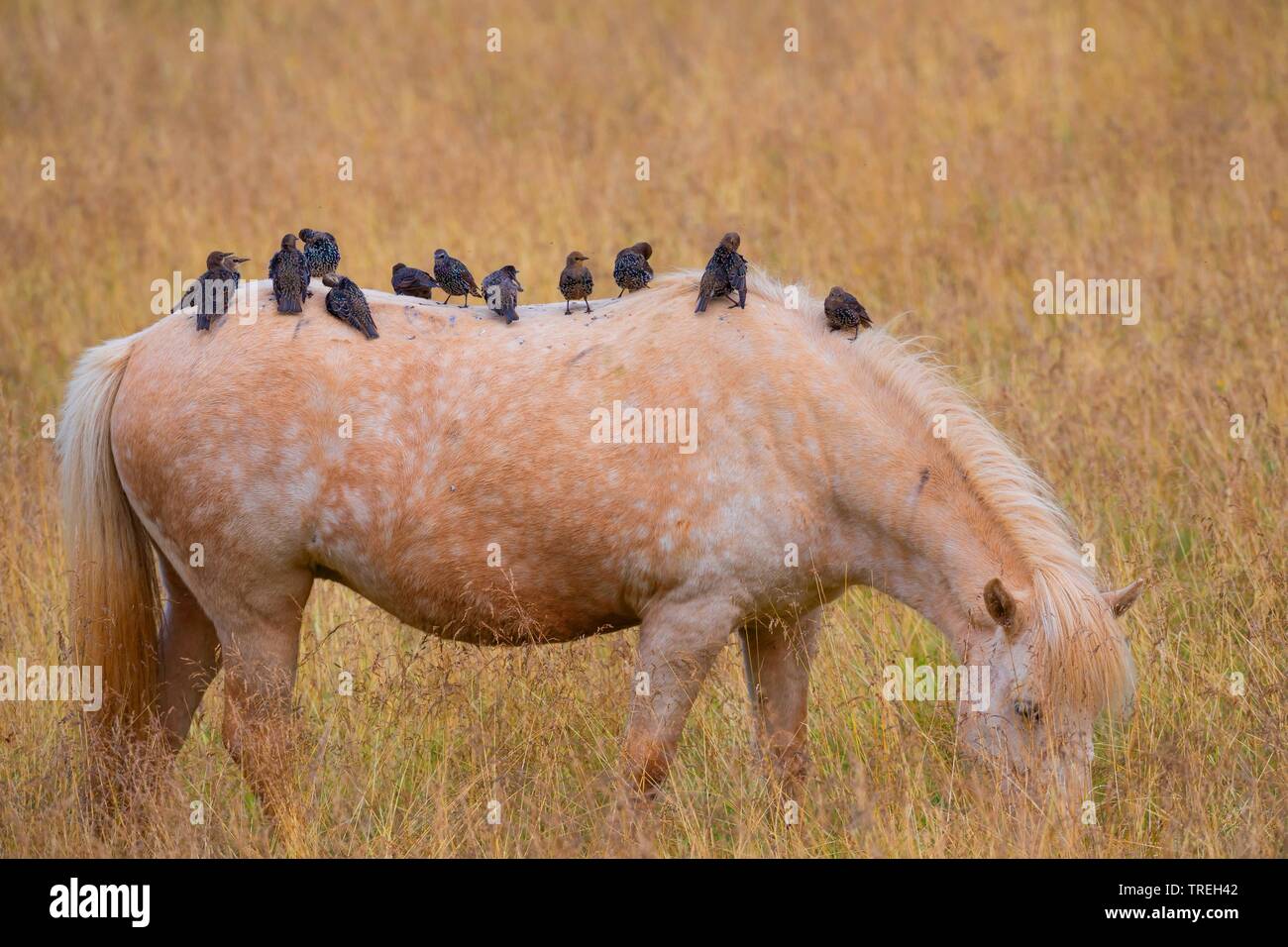 Starling comune (Sturnus vulgaris), la truppa si appollaia su un pascolo di Islanda pony, Islanda Foto Stock
