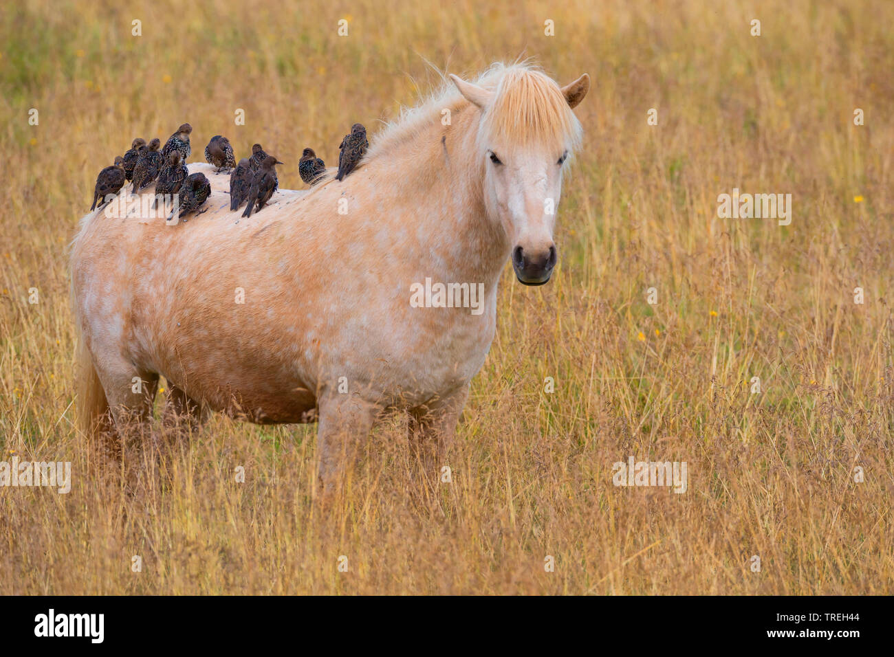 Starling comune (Sturnus vulgaris), la truppa si appollaia su un cavallo islandese, Islanda Foto Stock