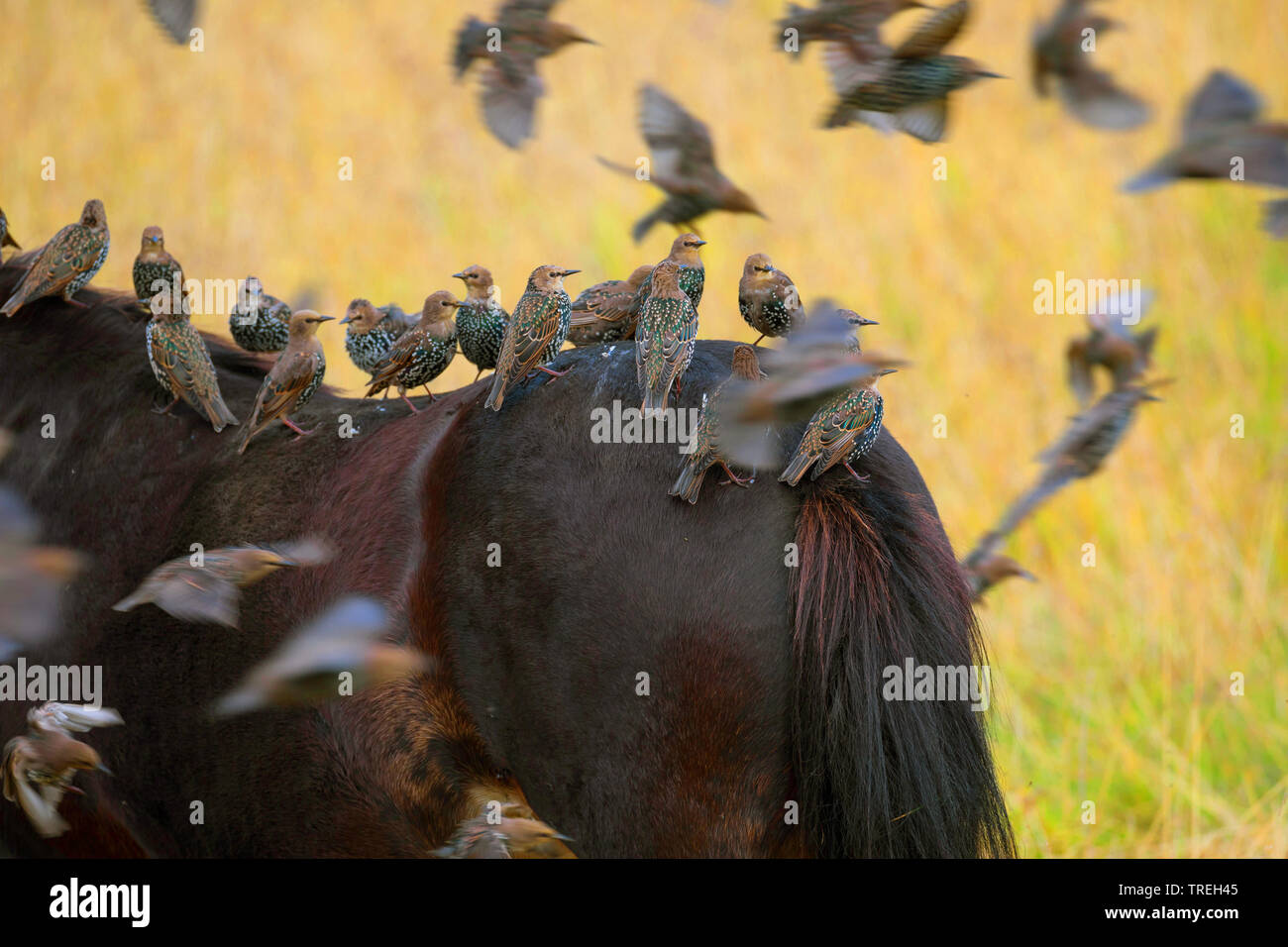 Starling comune (Sturnus vulgaris), gregge appollaiate su un cavallo, Islanda Foto Stock