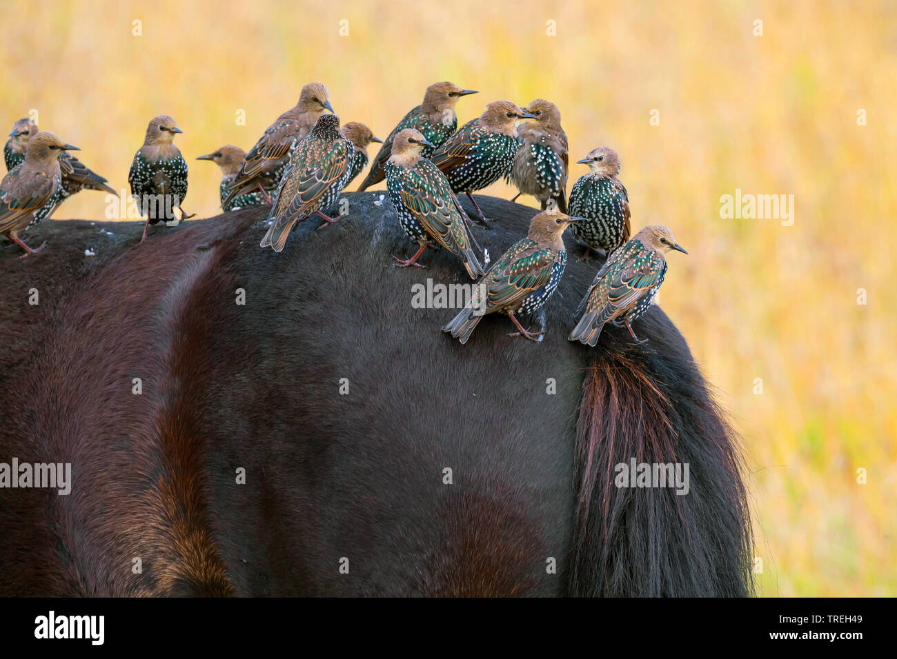 Starling comune (Sturnus vulgaris), la truppa si appollaia su un cavallo, Islanda Foto Stock