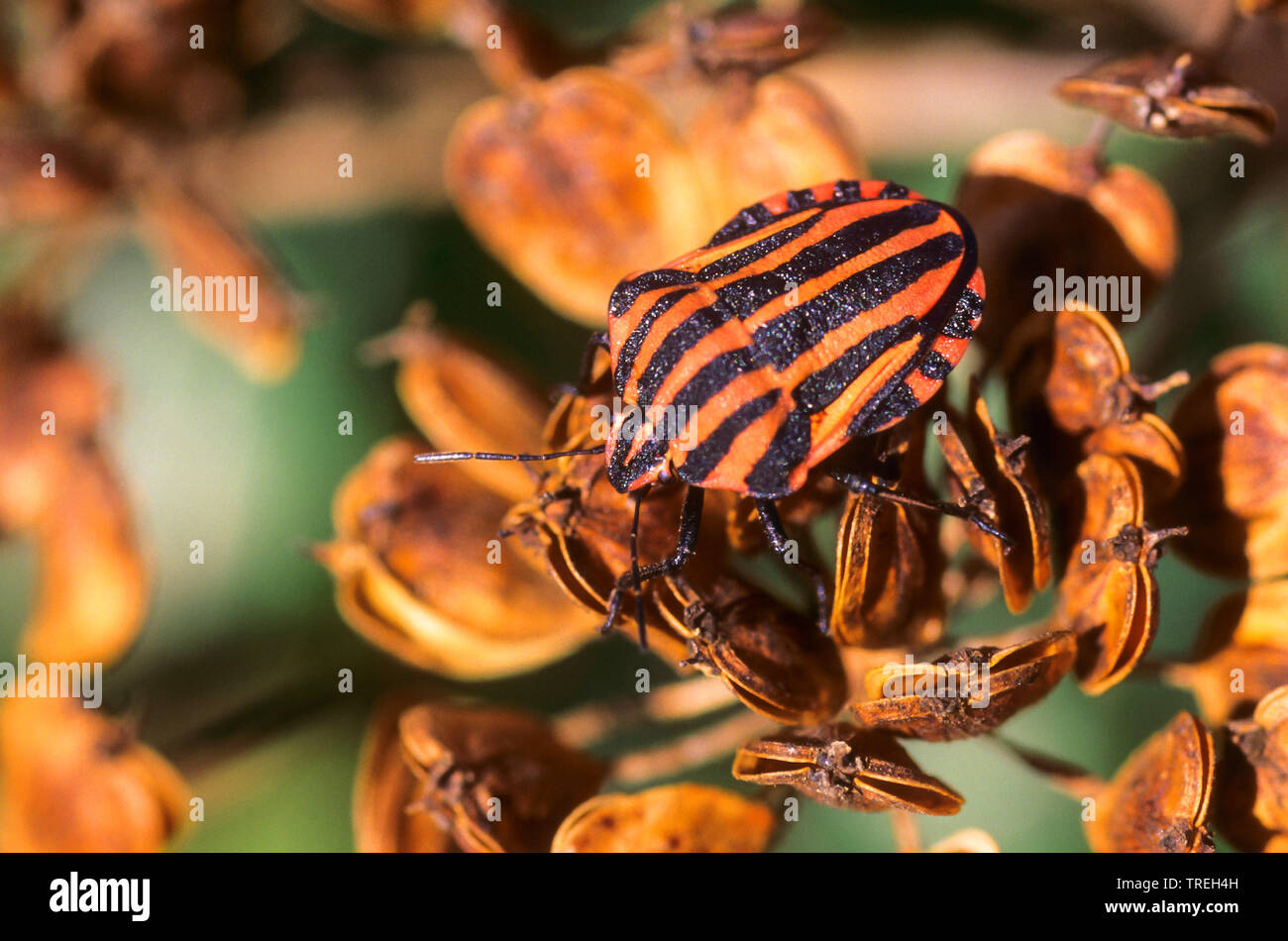 Striped-Bug italiano, menestrello Bug (Graphosoma lineatum, Graphosoma italicum), sulla fruttificazione umbellifer, Germania Foto Stock