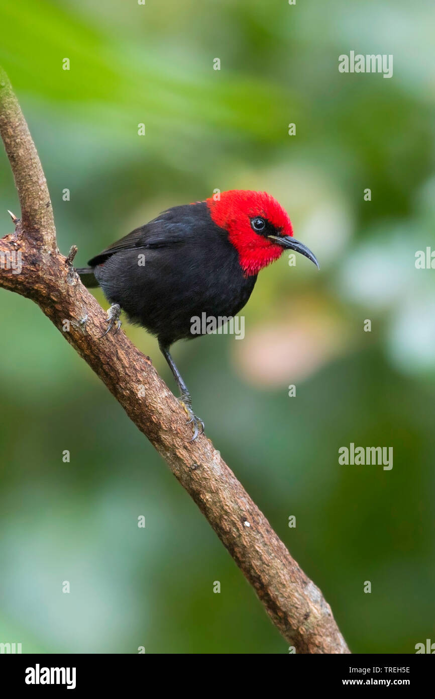 Il cardinale honeyeater (Myzomela cardinalis), seduto su un ramo, Vanuata Foto Stock