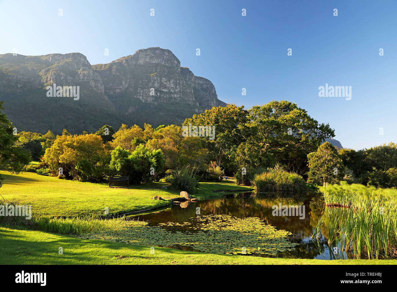 Kirstenbosch National Botanical Garden, Sud Africa, Città del Capo Foto Stock