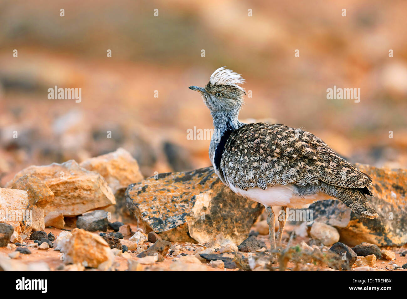 Houbara bustard (Chlamydotis undulata), maschio con mettere la testa piume, vista laterale, Isole Canarie Fuerteventura Foto Stock