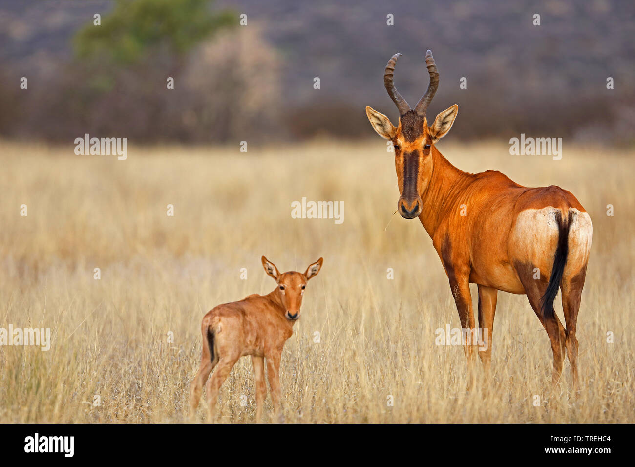 Red hartebeest (Alcelaphus buselaphus), femmina con il suo stand calv nella savana, Sud Africa, Mokala Parco Nazionale Foto Stock