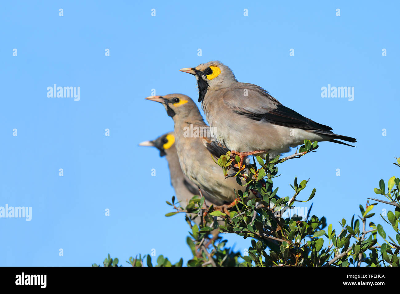 Wattled starling (Creatophora cinerea), tre maschio con piumaggio di allevamento su un arbusto, Sud Africa, Eastern Cape, Addo Elephant National Park Foto Stock