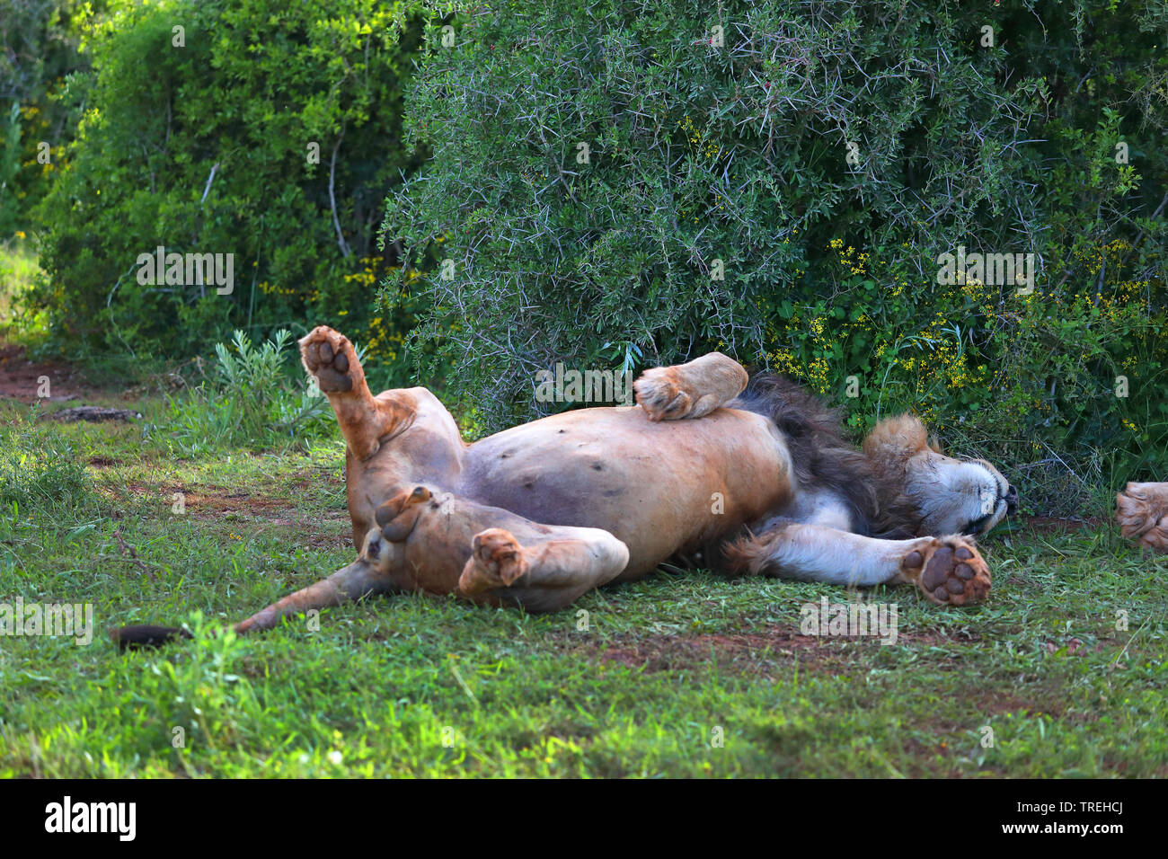 Lion (Panthera leo), maschio sdraiato sul suo retro, Sud Africa, Eastern Cape, Addo Elephant National Park Foto Stock