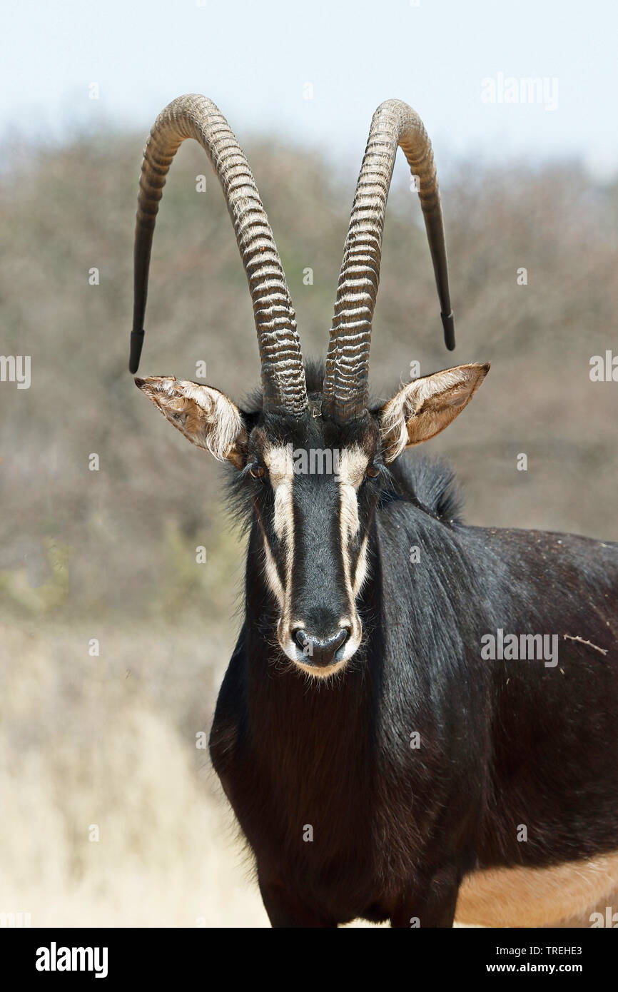 Sable Antelope (Hippotragus niger), maschio, Sud Africa Foto Stock