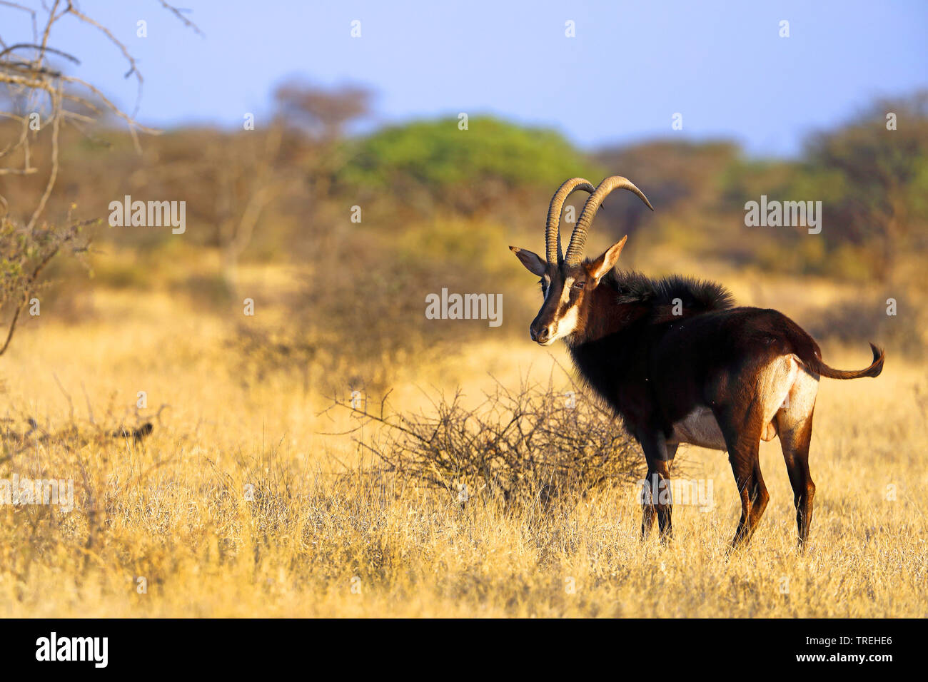 Sable Antelope (Hippotragus niger), maschio in prati, Sud Africa Foto Stock