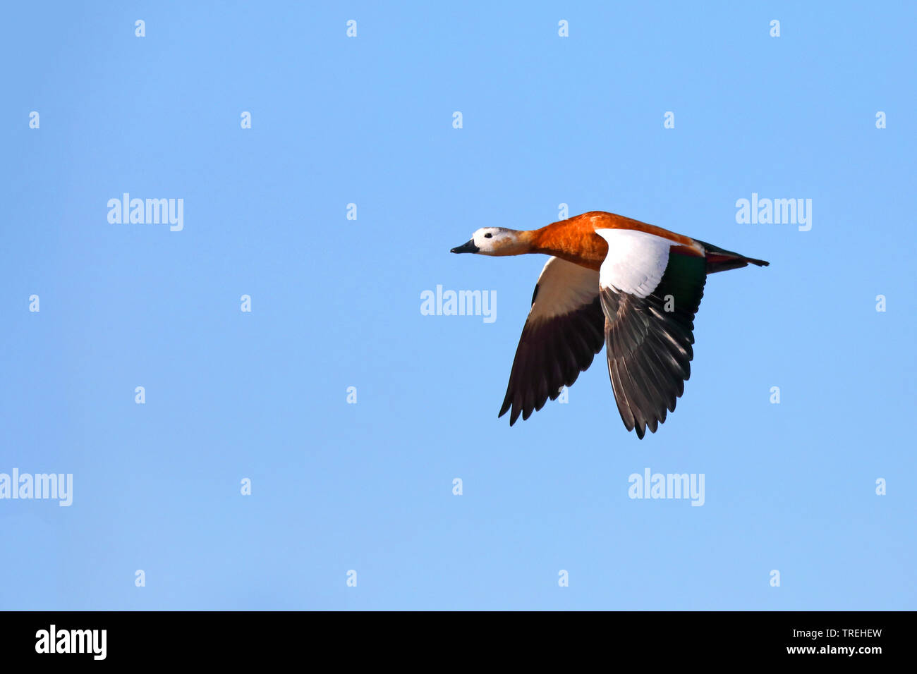 Casarca (Tadorna ferruginea, Casarca ferruginea), femmina in volo, Isole Canarie Fuerteventura Foto Stock