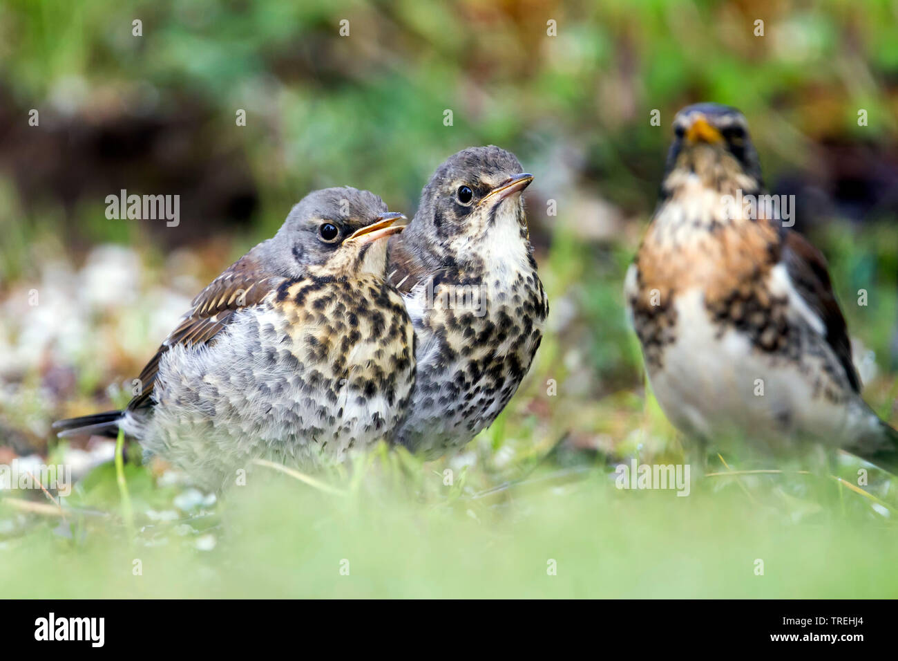 Allodole Cesene Beccacce Turdus pilaris in giardino in caso di gelo con  neve sul terreno Norfolk febbraio Foto stock - Alamy