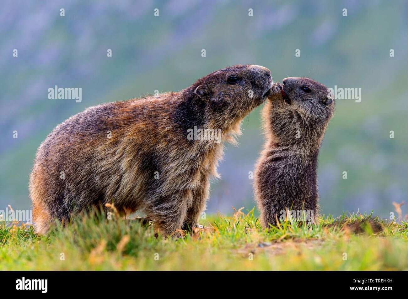 Alpine marmotta (Marmota marmota), femmina gioca con pup, Austria, Carinzia, Parco Nazionale Hohe Tauern Foto Stock